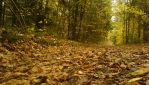 GanNature00013