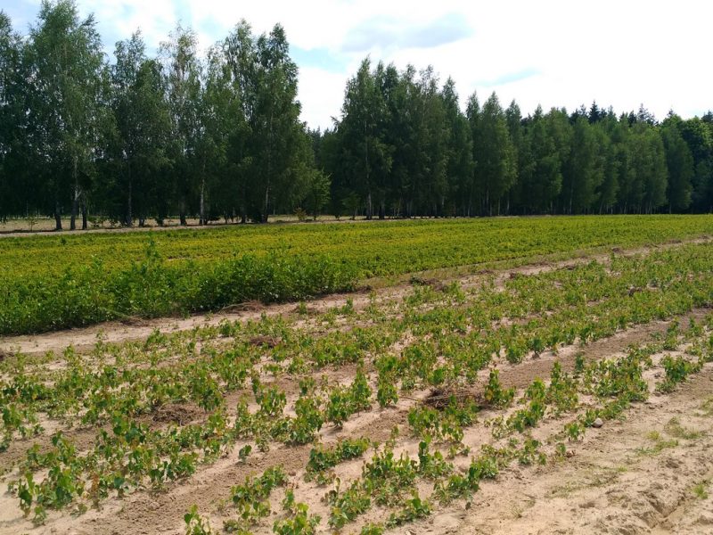 Береза повислая 2
