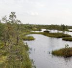 ПодвеликийМох00006