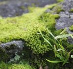 Terrific moss image in Nature and Landscapes category at pixy.org
